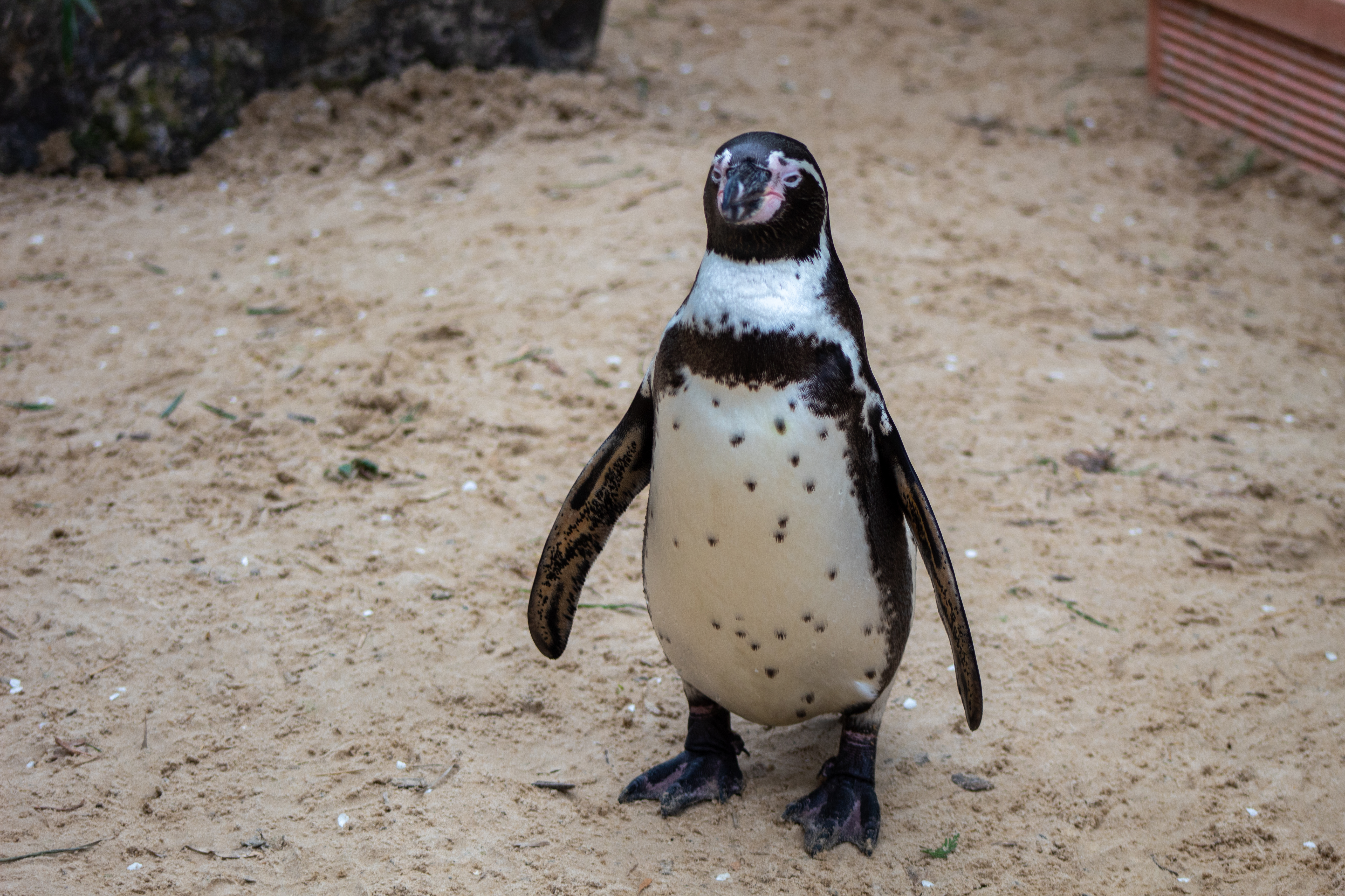 Penguin at a zoo