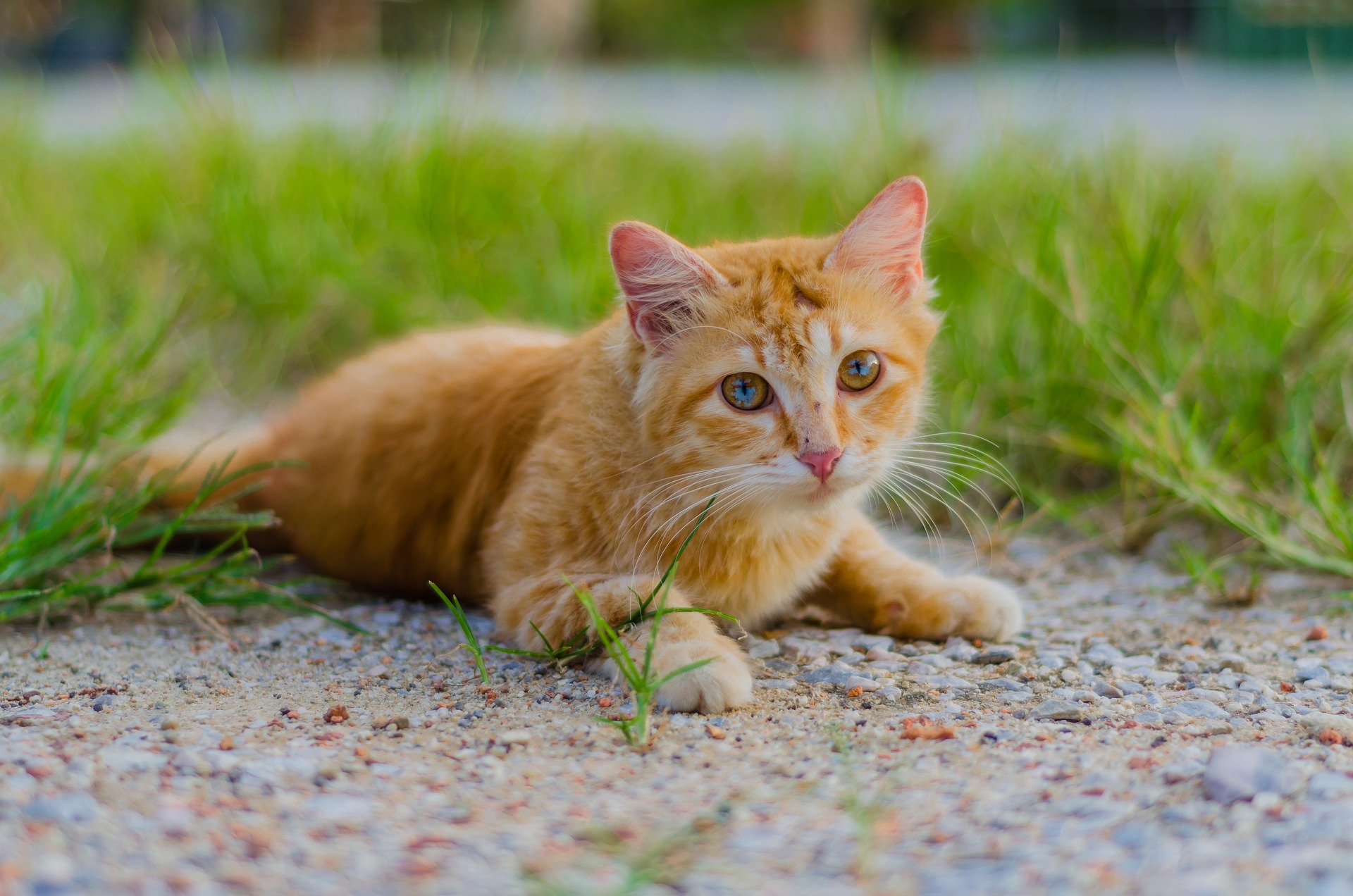 ginger cat in grass - pet inspiration photography