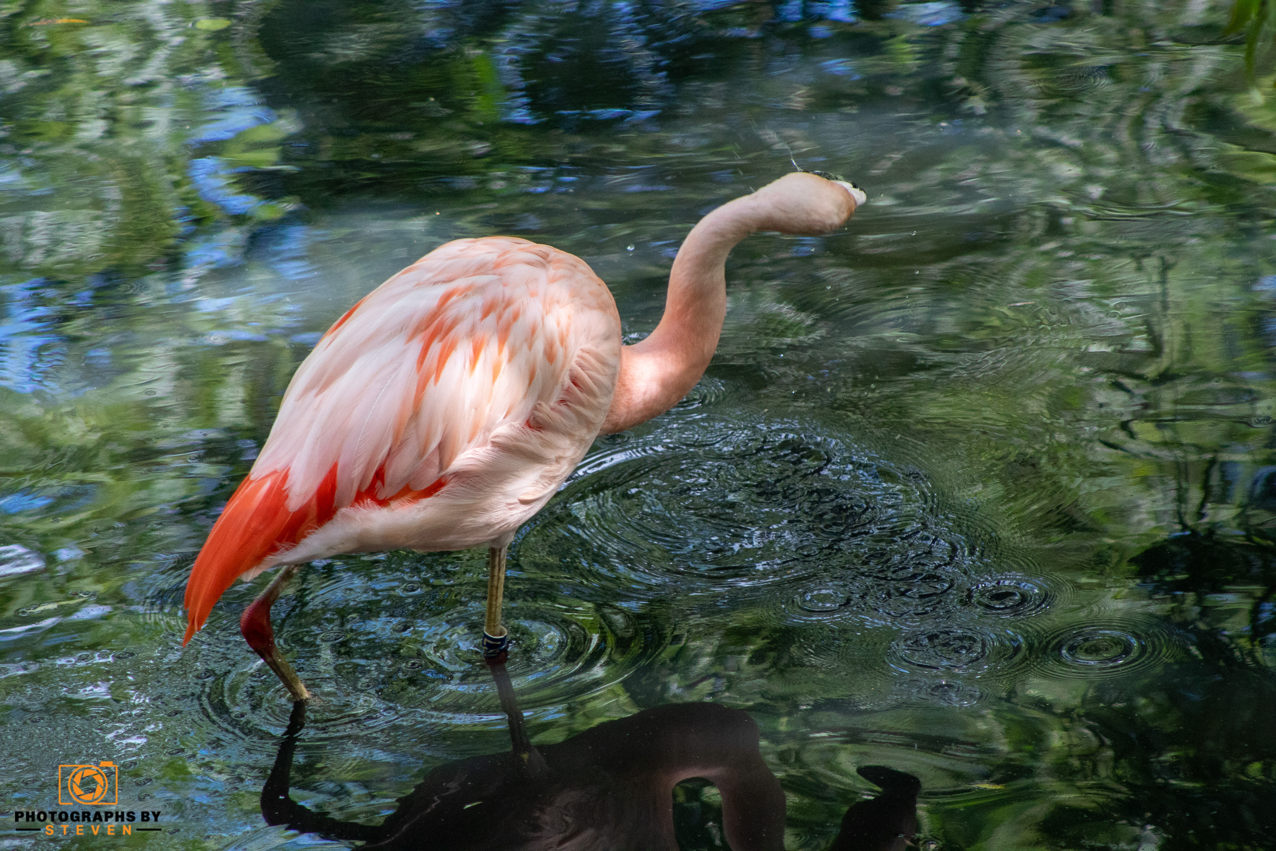 flamingo at a zoo