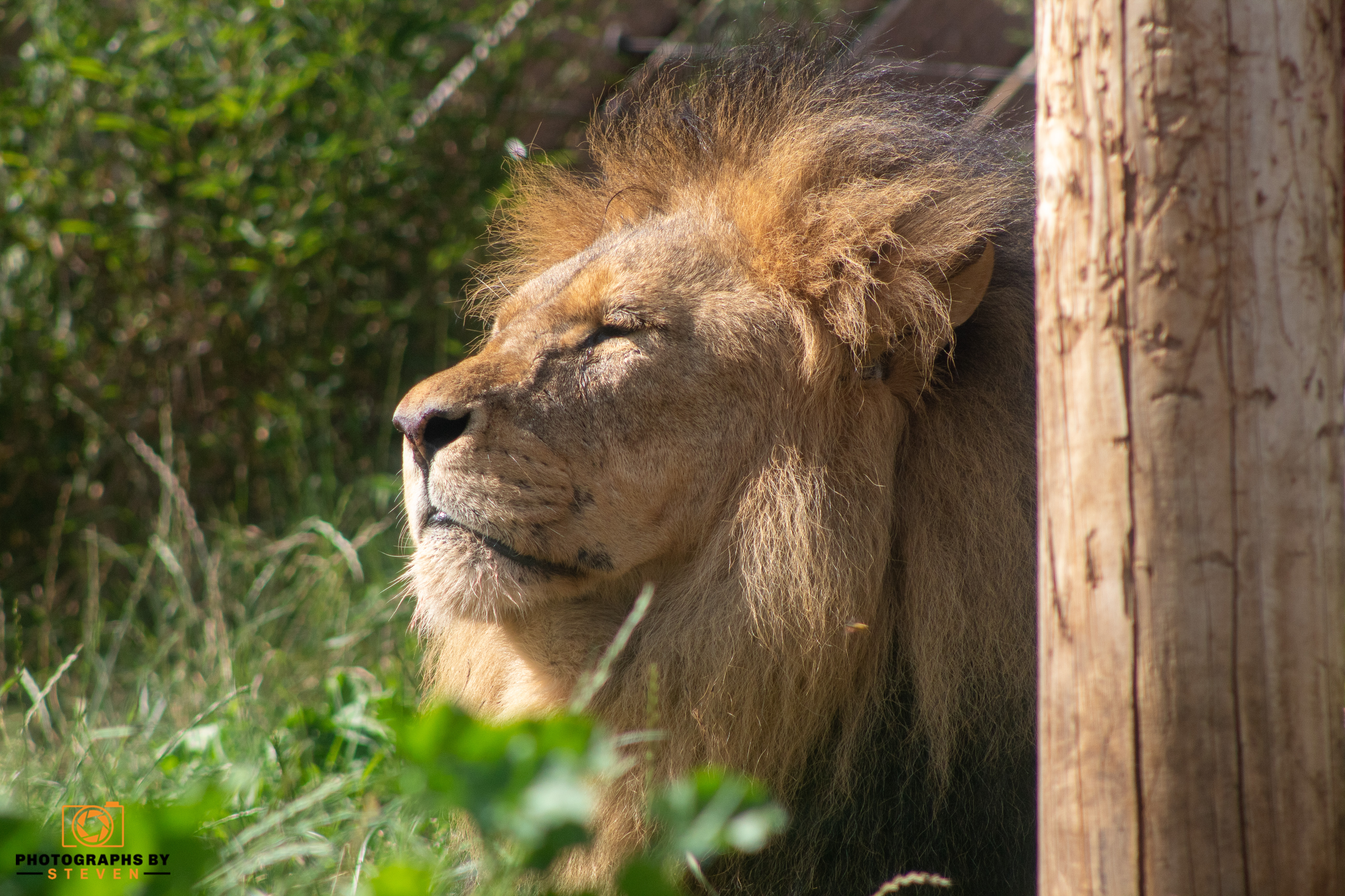 Lion at a zoo