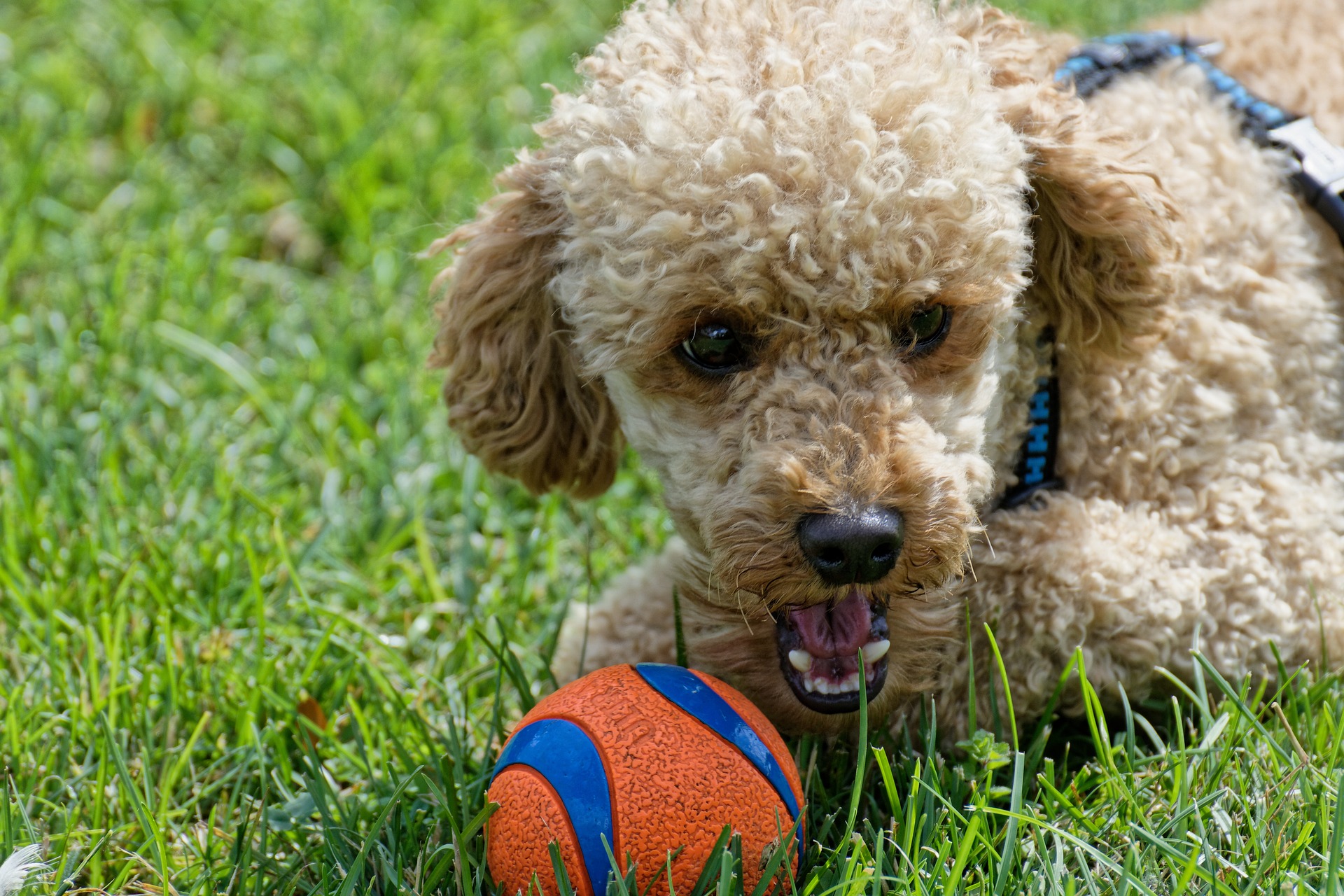 Poodle playing with a ball