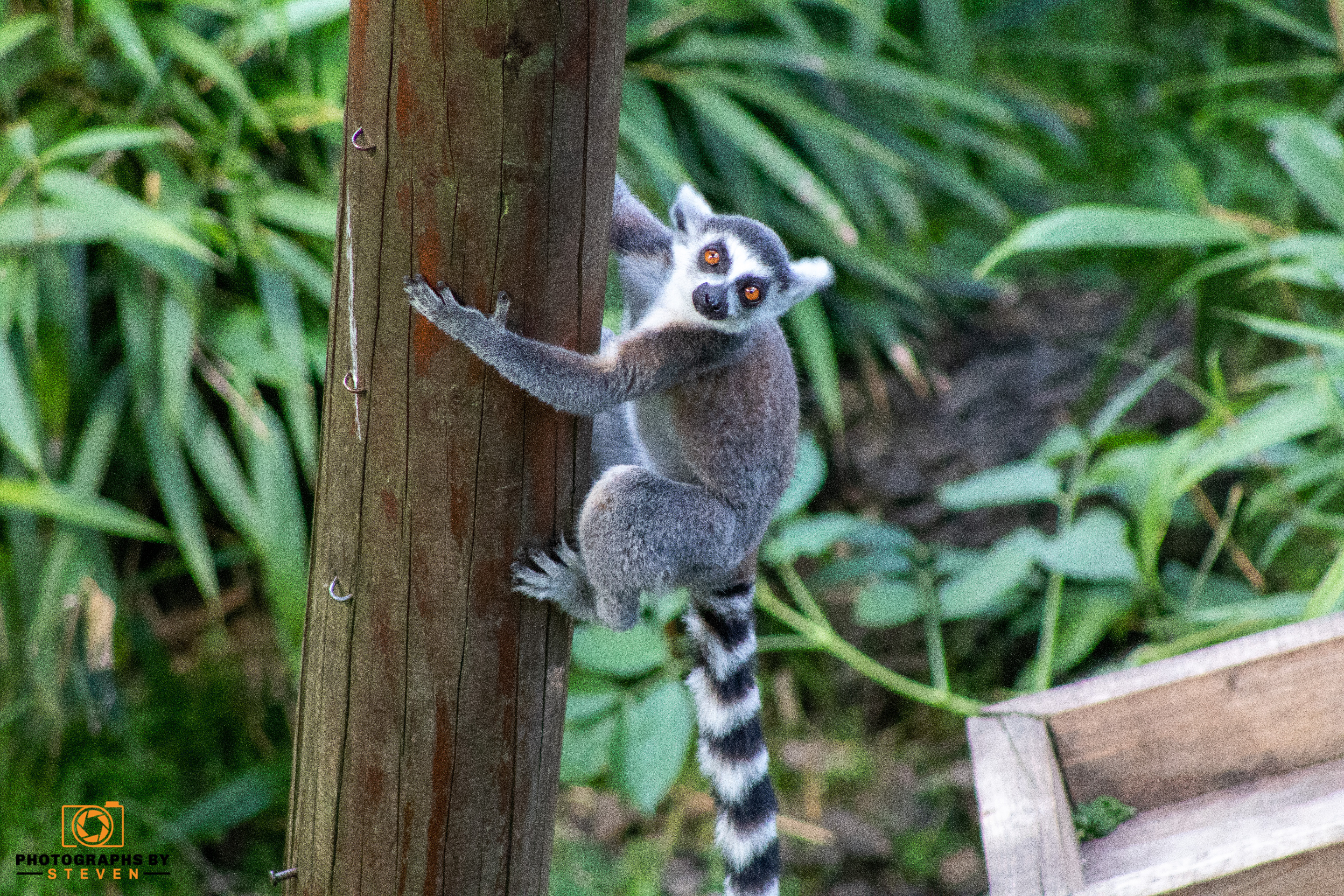 lemur animal 
