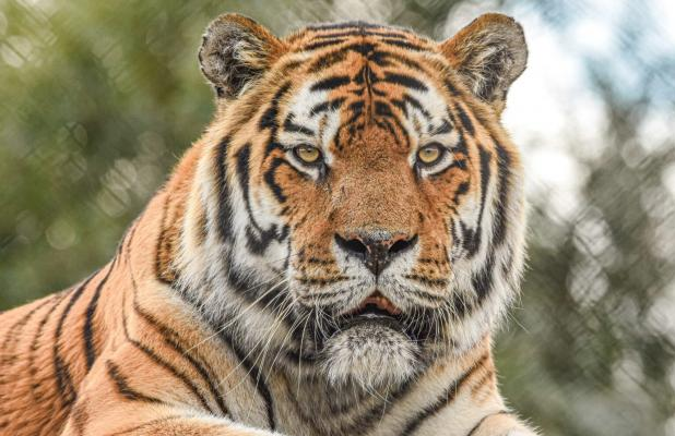 king tiger rip colchesterzoo 